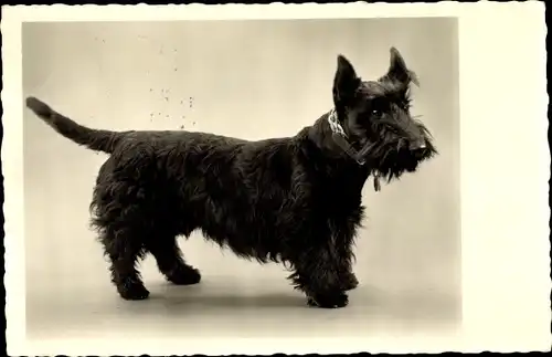 Ak Terrier, Tier-Portrait, Hund-Portrait