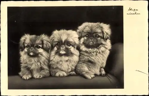 Ak Drei Hunde, Hunde-Geschwister