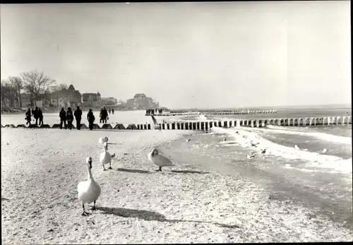 Ak Ostseebad Kühlungsborn, Schwäne am Strand