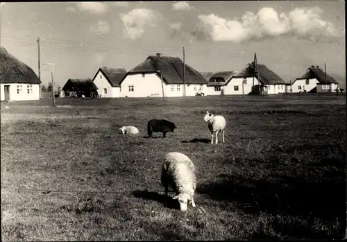 Foto Insel Hiddensee in der Ostsee, Reetdachhäuser, Schafe