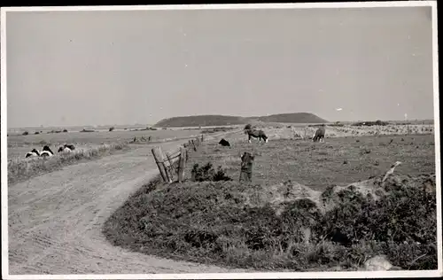 Foto Borgsum auf Föhr Nordfriesland, Lembecksburg, weidende Kühe, Panorama