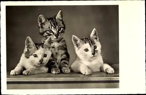 Ak Drei Katzen, Katzen-Geschwister