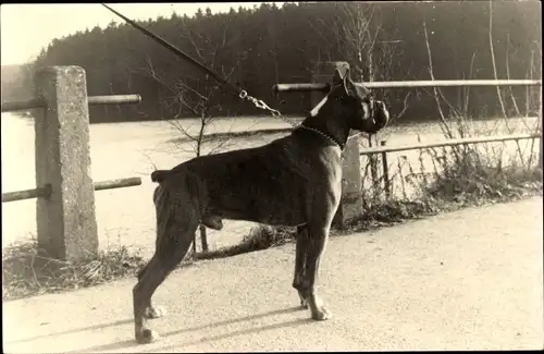 Foto Ak Hund beim Gassigehen, Boxer