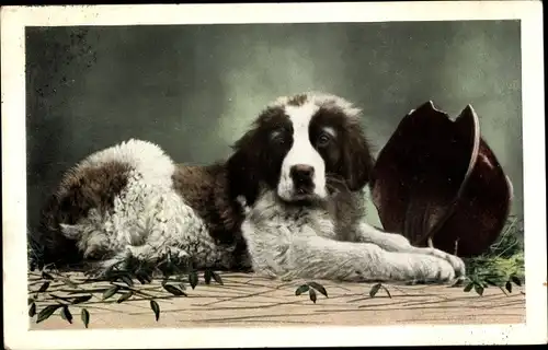 Ak Hund, Tier-Portrait