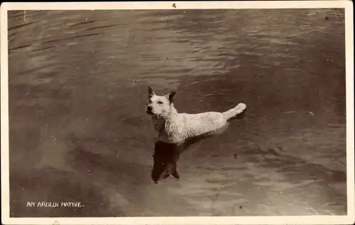 Ak Hund im Wasser, See