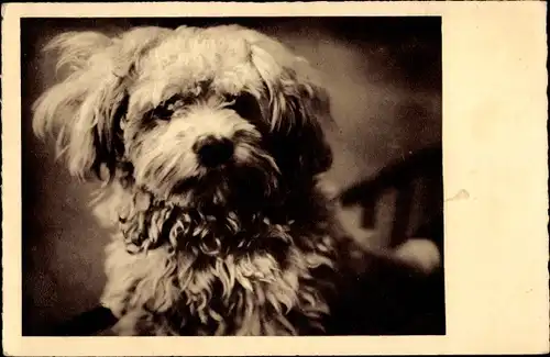 Ak Hund-Portrait, Tier-Portrait