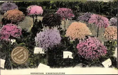 Ak Paris, Exposition d'Horticulture, Chrysanthemen