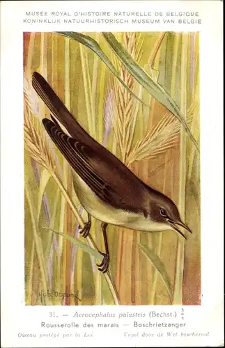 Künstler Ak Dupond, Hub., Acrocephalus palustris, Sumpfrohrsänger