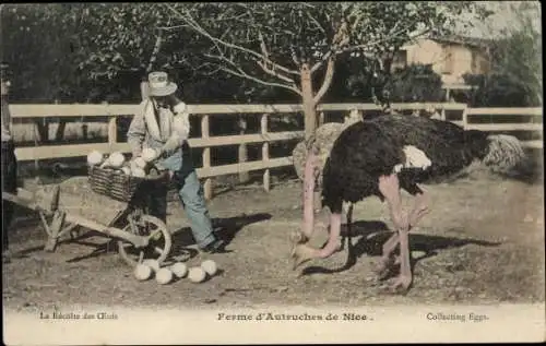 Ak Nice Nizza Alpes Maritimes, Ferme d'Autruches, Strauße