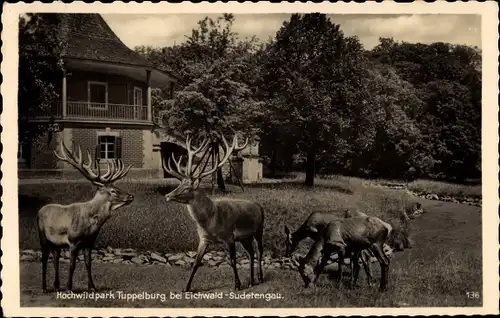 Ak Dubí Eichwald Region Aussig, Hochwildpark Tuppelburg, Hirsche, Rehe