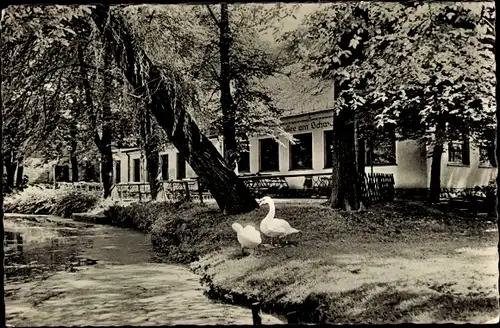 Ak Mittweida in Sachsen, Café am Schwanenteich