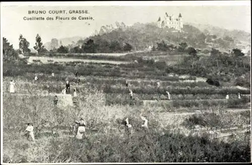 Ak Grasse Alpes Maritimes, Parfumerie Bruno Court, Cueillette des Fleurs de Cassie