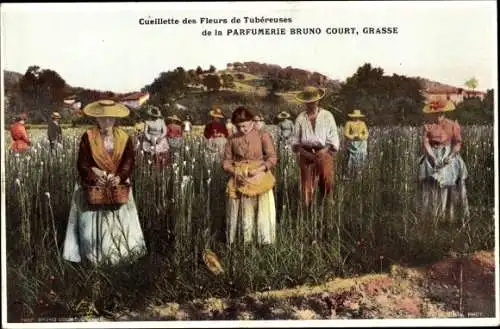 Ak Grasse Alpes Maritimes, Parfumerie Bruno Court, Cueillette des Fleurs de Tubereuses