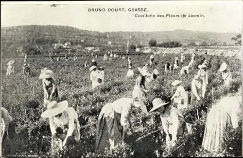 Ak Grasse Alpes Maritimes, Parfumerie Bruno Court, Cueillette des Fleurs de Jasmin