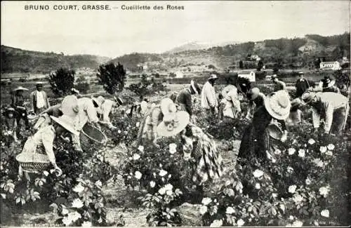 Ak Grasse Alpes Maritimes, Parfumerie Bruno Court, Cueillette des Roses