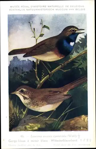 Künstler Ak Dupond, Hub., Luscinia svecica cyanecula, Blaukehlchen