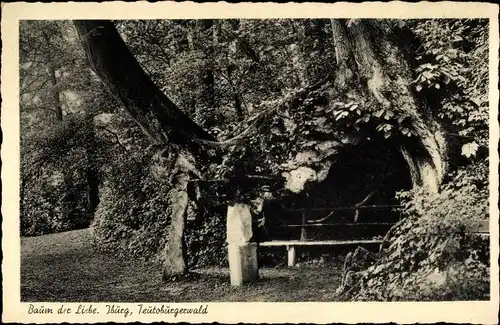 Ak Bad Iburg am Teutoburger Wald, Baum der Liebe