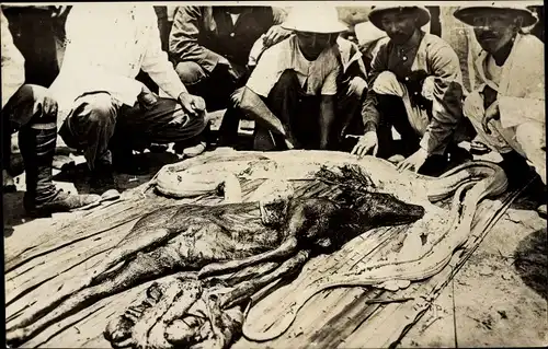 Foto Ak Singapore, Singapur, Schlange, Jäger, Python mit herausgeschnittener Beute