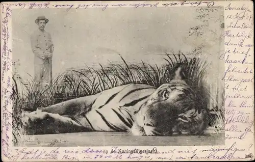 Ak Op de Koningstijgerjacht, Jäger mit erlegtem Königstiger