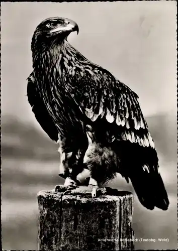 Ak Adlerwarte Berlebeck, Kaiseradler Katja