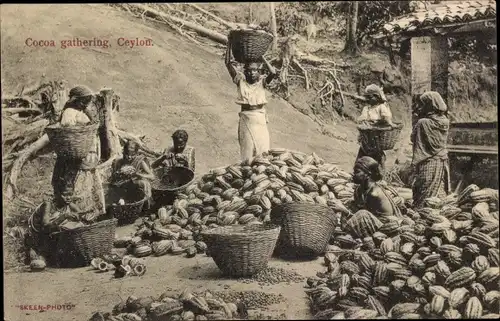 Ak Cocoa gathering, Ceylon, Pflücker, Einheimische
