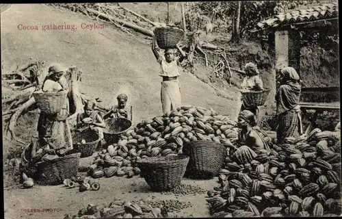 Ak Sri Lanka Ceylon, Cocoa gathering, Pflücker, Einheimische