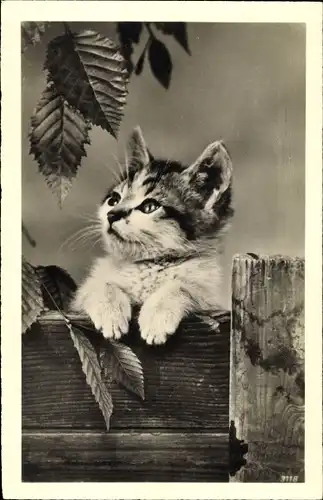 Ak Junge Katze schaut über einen Holzzaun