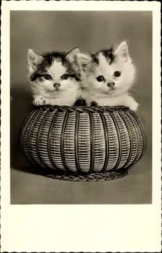 Ak Zwei junge Katzen in einem Korb, Amag 70681