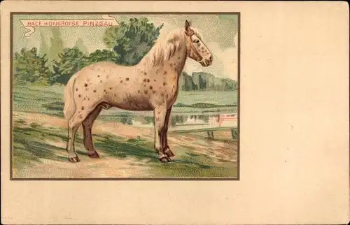 Künstler Ak Pferd, Race Hongroise Pinzgau, La Belle Jardinière