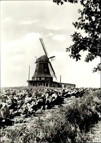 Ak Klütz in Mecklenburg, Windmühle