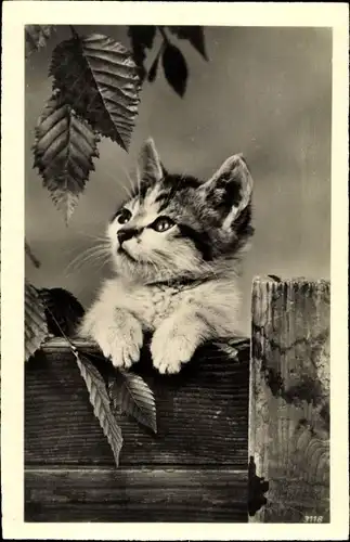 Ak Junge Katze schaut über einen Holzzaun
