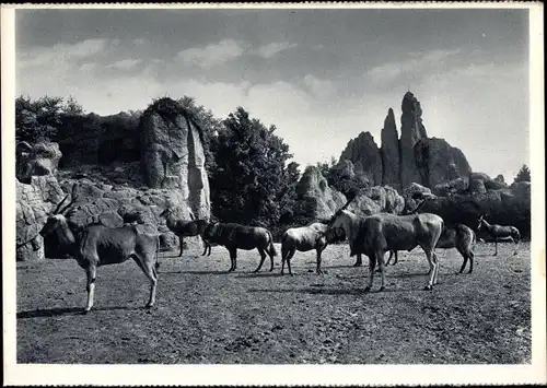 Ak Hamburg Eimsbüttel Stellingen, Hagenbeck's Tierpark, Afrikansiche Steppe, Huftiere