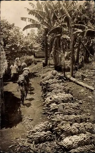 Ak Kamerun, La Récolte de bananes, Bananenplantage