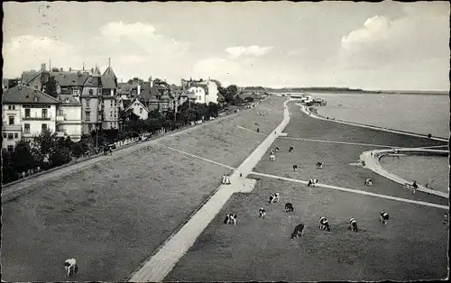 Ak Nordseebad Cuxhaven, Partie am Seedeich, weidende Kühe