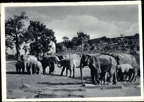 Ak Hamburg Eimsbüttel Stellingen, Carl Hagenbecks Tierpark, Elefanten Freisicht Anlage