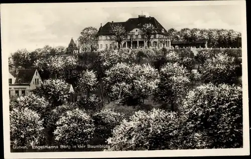 Ak Guben in der Niederlausitz, Engelmannsberg in der Baumblüte