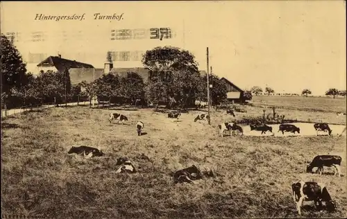 Ak Hintergersdorf Tharandt Sachsen, Turmhof, Kühe