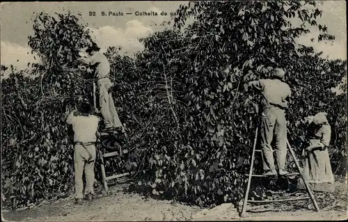 Ak São Paulo Brasilien, Arbeiter bei der Ernte