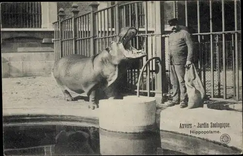 Ak Anvers Antwerpen Flandern, Jardin Zoologique, Hippopotame, Flusspferd mit Pfleger