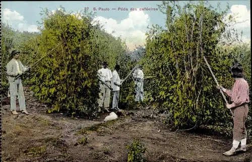 Ak São Paulo Brasilien, Poda des Cafeeiros, Kaffeeplantage