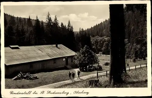 Ak Sankt Andreasberg Braunlage im Oberharz, Rinderstall