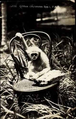 Foto Ak Gibbon, Hylobates Spp., Affe auf einem Stuhl
