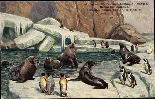 Künstler Ak Hamburg Eimsbüttel Stellingen, Carl Hagenbeck's Tierpark, Seelöwen, Walrosse, Pinguine