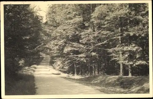 Foto Ak Dahlen in Sachsen, Wegepartie, Wald, Die Holzstraße