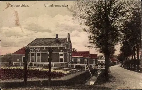 Ak Uithuizermeeden Groningen, Tulpenvelden