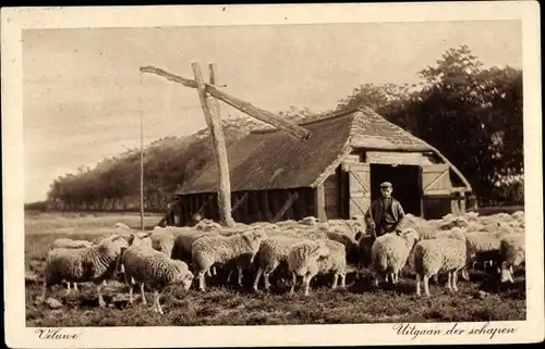 Ak Veluwe Gederland Niederlande, Uitgaan der schapen, Schafhirte