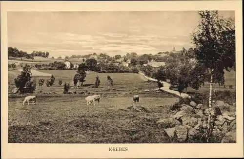 Ak Krebes Burgstein Weischlitz im Vogtland, Weidende Rinder, Fernblick zum Ort