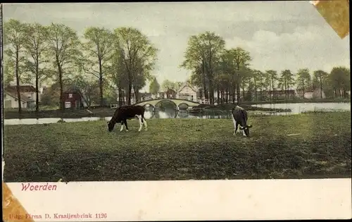 Ak Woerden Utrecht Niederlande, Teilansicht, Kühe