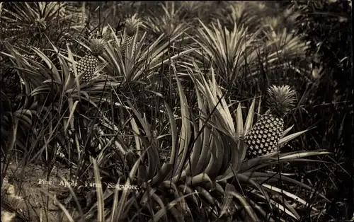 Ak Singapore Singapur, Pine Apple Farm, Ananas Farm
