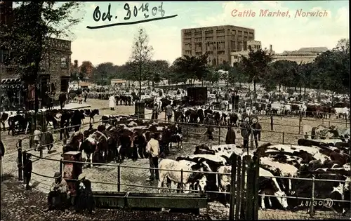 Ak Norwich Norfolk England, Cattle Market, Viehmarkt